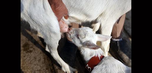 Saanen Goats Born in Isfahan 