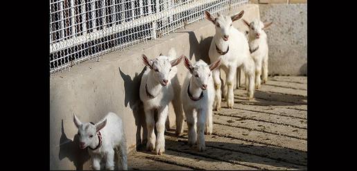 Saanen Goats Born in Isfahan 