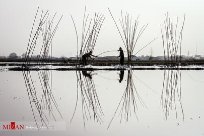 Celebrating the Rice Harvest in Gilan