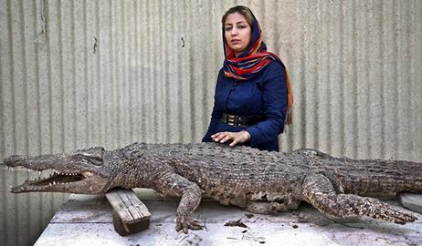 Roustaie was ambitious and hard-working, despite the many challenges of setting up Iran's only crocodile park