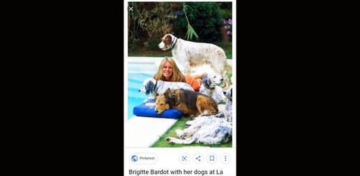 Brigitte Bardot has asked people to send letters of protest against the killing of dogs to Iranian embassies