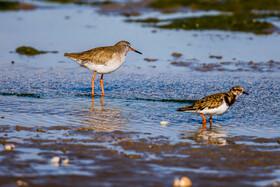 Migratory Birds in Hormozgan