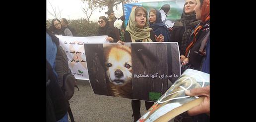 Iran's War Against Dogs — and the Activists who Refuse to Give up