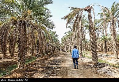 خطر انقراض نخل در شادگان