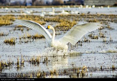 Mazandaran’s Haven for Migratory Birds