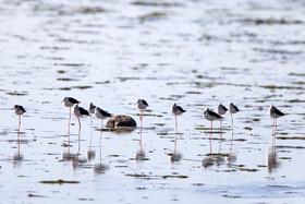 Migratory Birds in Hormozgan