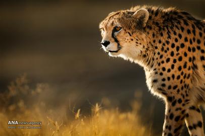 The Endangered Iranian Cheetah