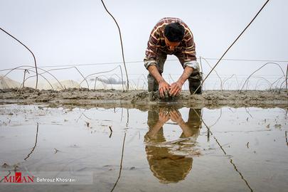 Celebrating the Rice Harvest in Gilan