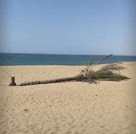 تک درخت ساحل کویری چابهار را قطع کردند