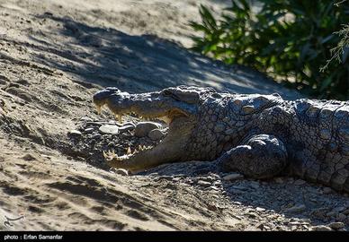 The Gando Crocodile of Sistan and Baluchistan