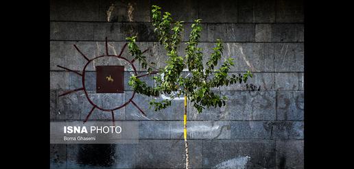 Tehran's Answer to Whiteflies