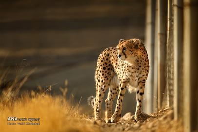 The Endangered Iranian Cheetah