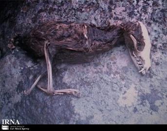 انفجار اطلاعاتی و خرافات اینترنتی!