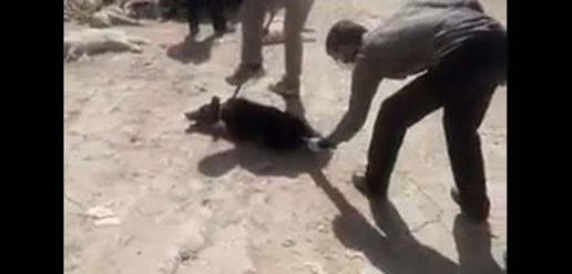 جزئیات سگ کشی با اسید در شیراز