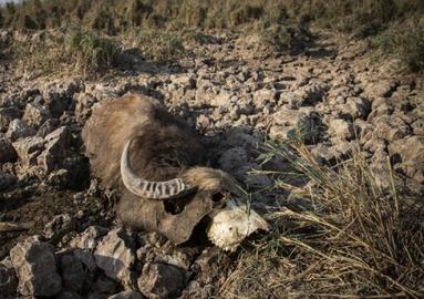 The destruction of wetlands for oil, dam-building, over-extraction and diversion of water from Khuzestan has caused many water buffalo to die from dehydration this year