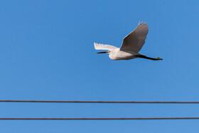 Migratory Birds in Hormozgan