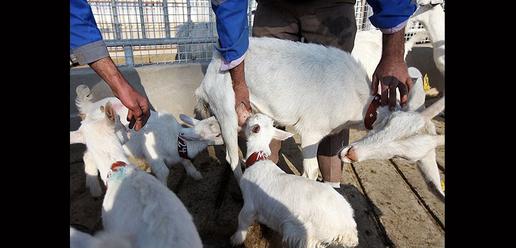 Saanen Goats Born in Isfahan 