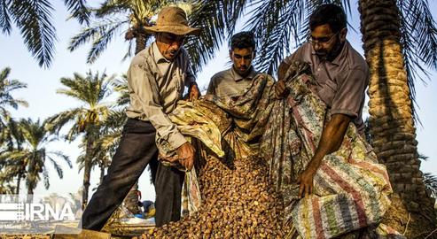 The Date Harvest in Khuzestan