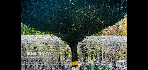 Tehran's Answer to Whiteflies