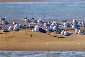 Migratory Birds in Hormozgan
