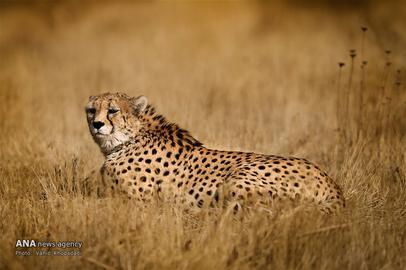 The Endangered Iranian Cheetah