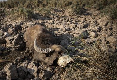 با استناد به آخرین گزارش‌های مرکز ملی خشکسالی ایران، گفته شده که خوزستان سومین استان ایران با بیشترین نسبت مساحت گرفتار خشکسالی است.