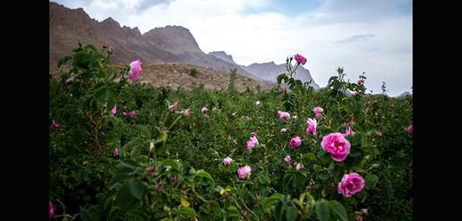 Celebrating the World’s Favorite Rose