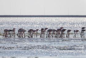 Migratory Birds in Hormozgan