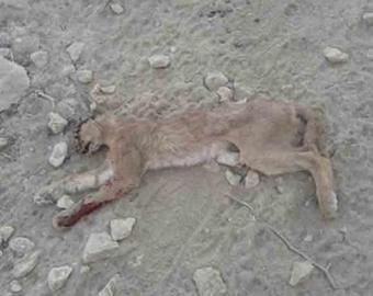 از دو کاراکال پیدا شده در استان بوشهر، یکی کشته شد