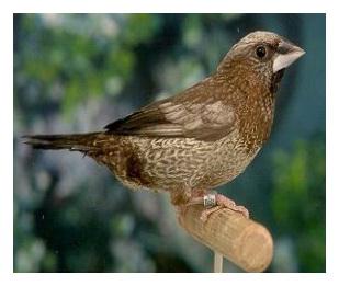 فنچ بنگالی بهتر از خوانندگان اپرا می‌خواند