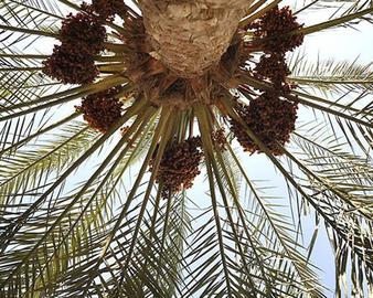 برداشت خرما