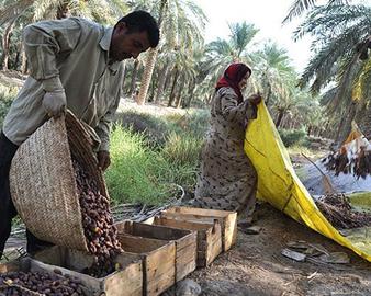 برداشت خرما