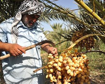 برداشت خرما